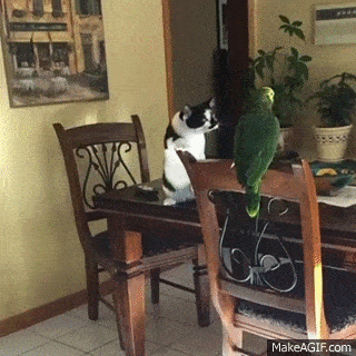 cat batting bird gif